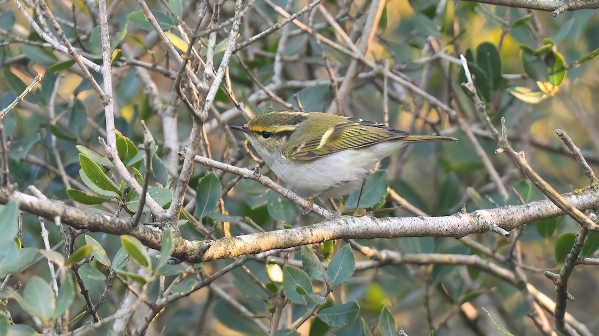 Pallas's Leaf Warbler - Kuzey Cem Kulaçoğlu
