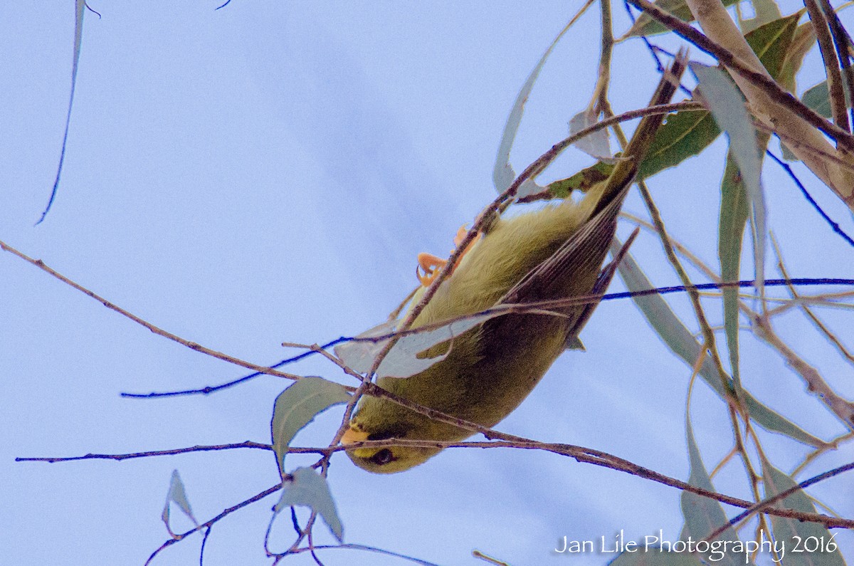 Mielero Cejinegro - ML52353311