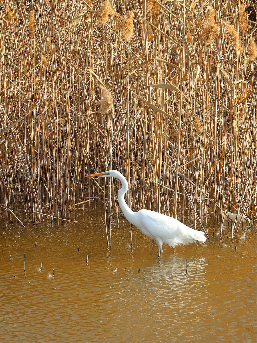 Great Egret - ML523539451