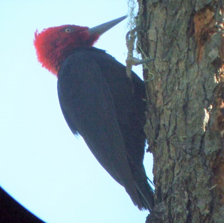 Magellanic Woodpecker - ML523539961