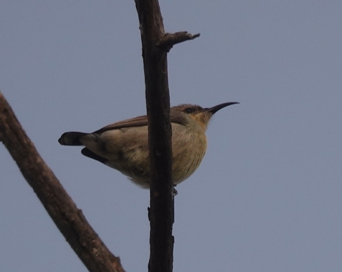 Purple Sunbird - ML523540321