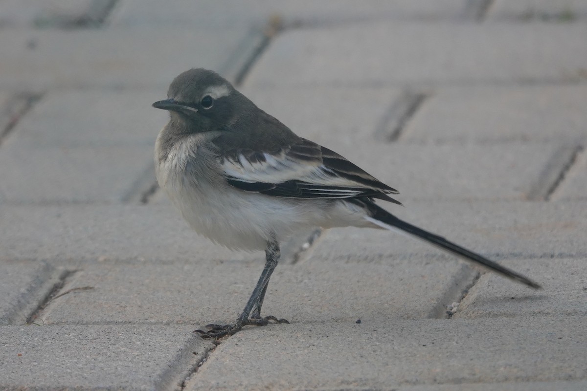 White-browed Wagtail - ML523540341