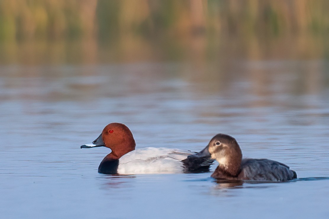 Common Pochard - ML523540911