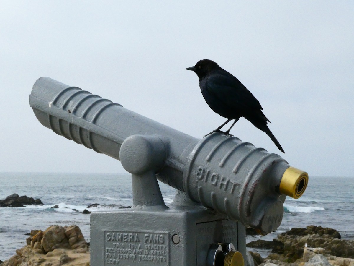 Brewer's Blackbird - Guy RUFRAY