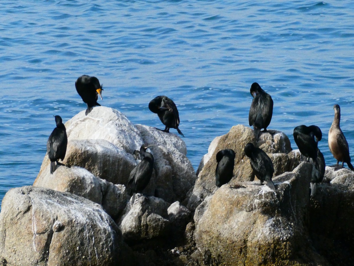 Double-crested Cormorant - Guy RUFRAY