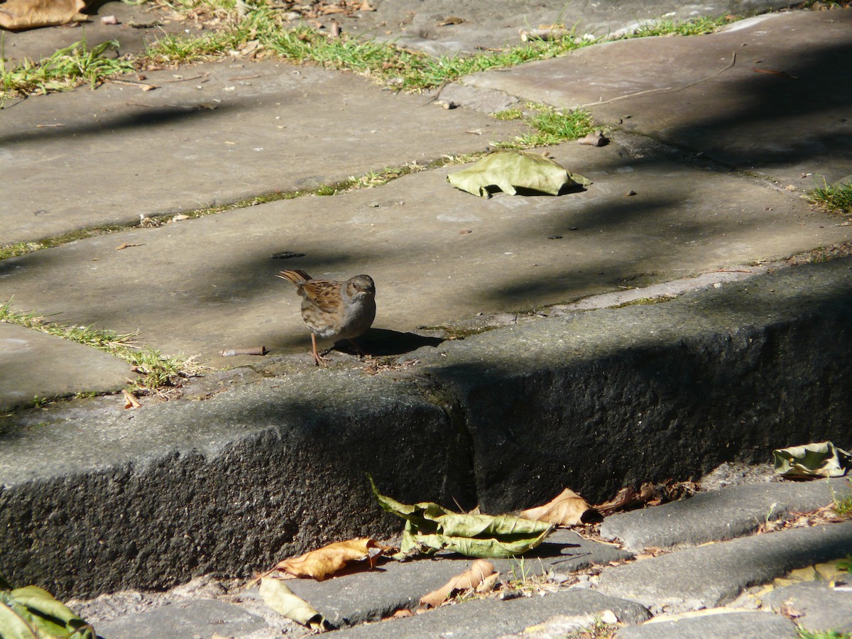 Dunnock - ML523541561