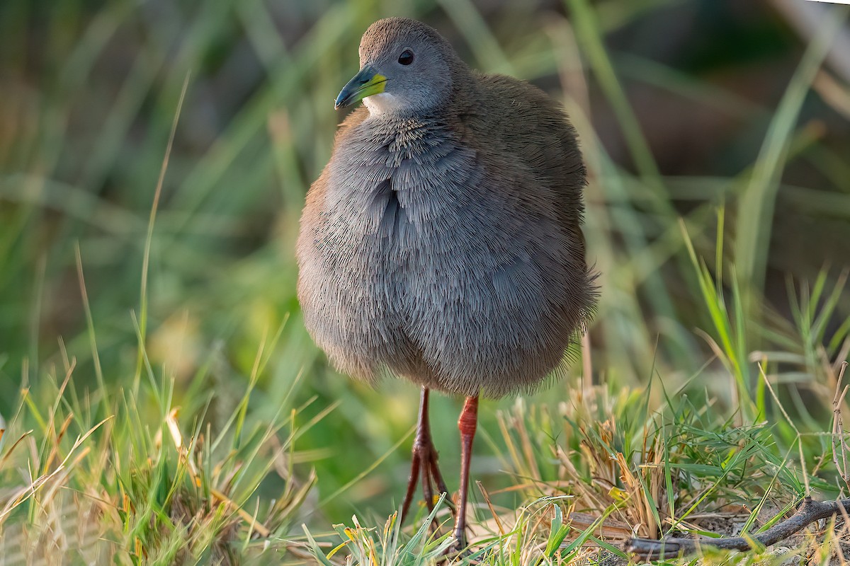 Brown Crake - ML523541641