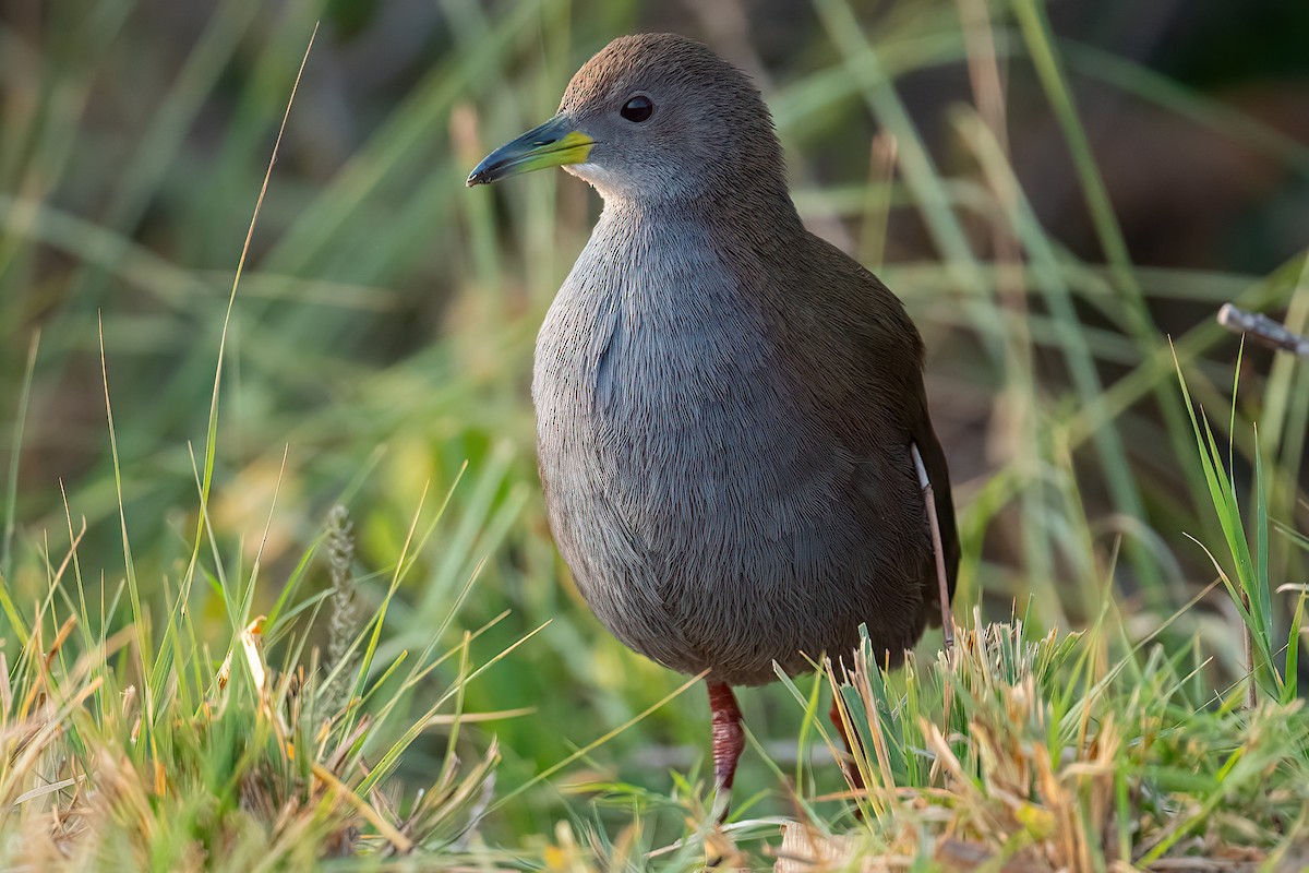 Brown Crake - ML523541681