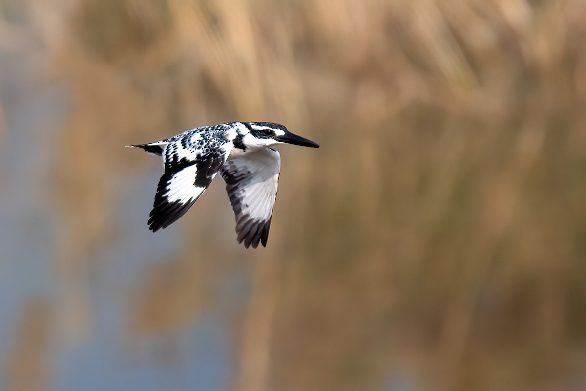 Pied Kingfisher - ML523542141