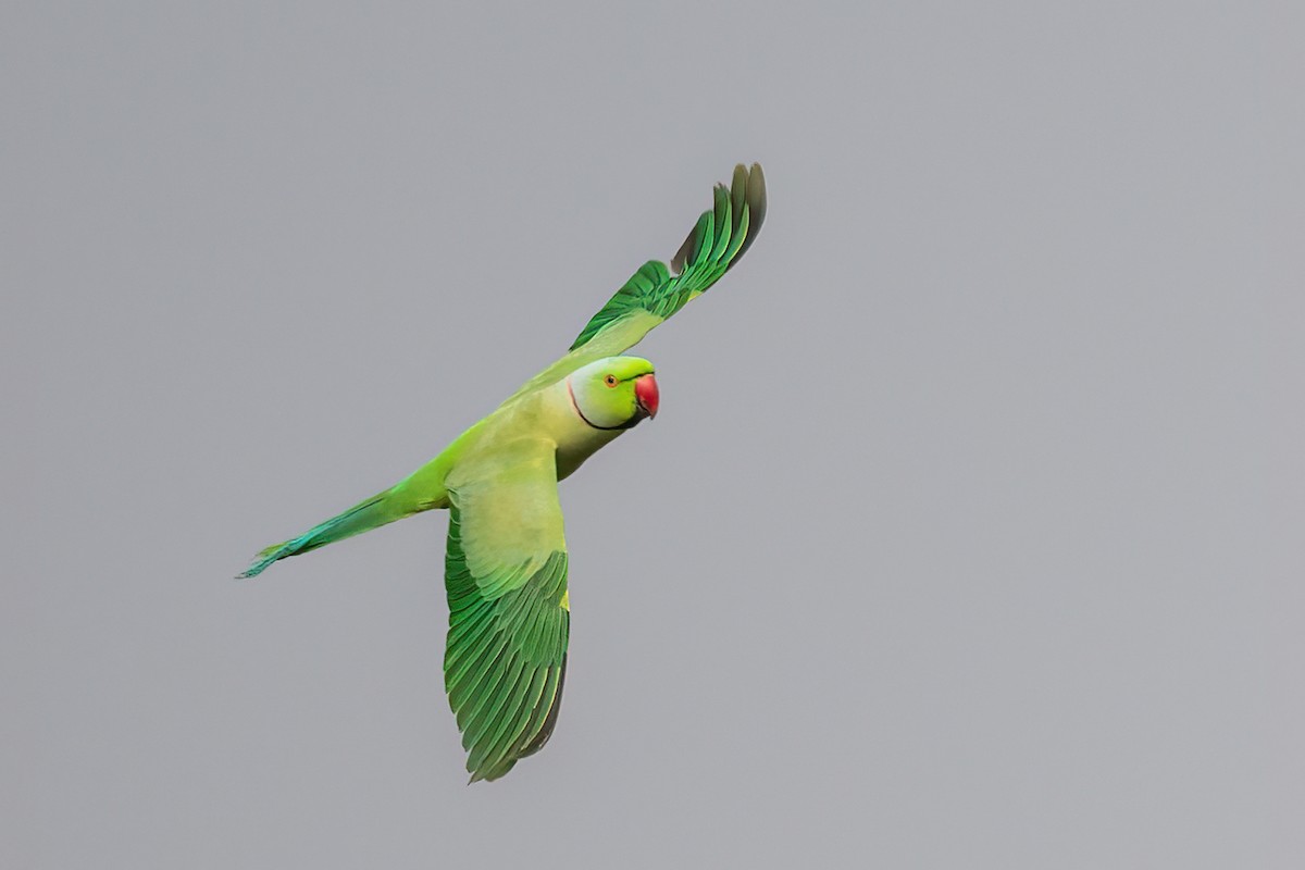 Yeşil Papağan - ML523542191