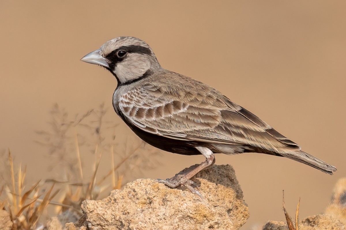 Ashy-crowned Sparrow-Lark - Saswat Mishra