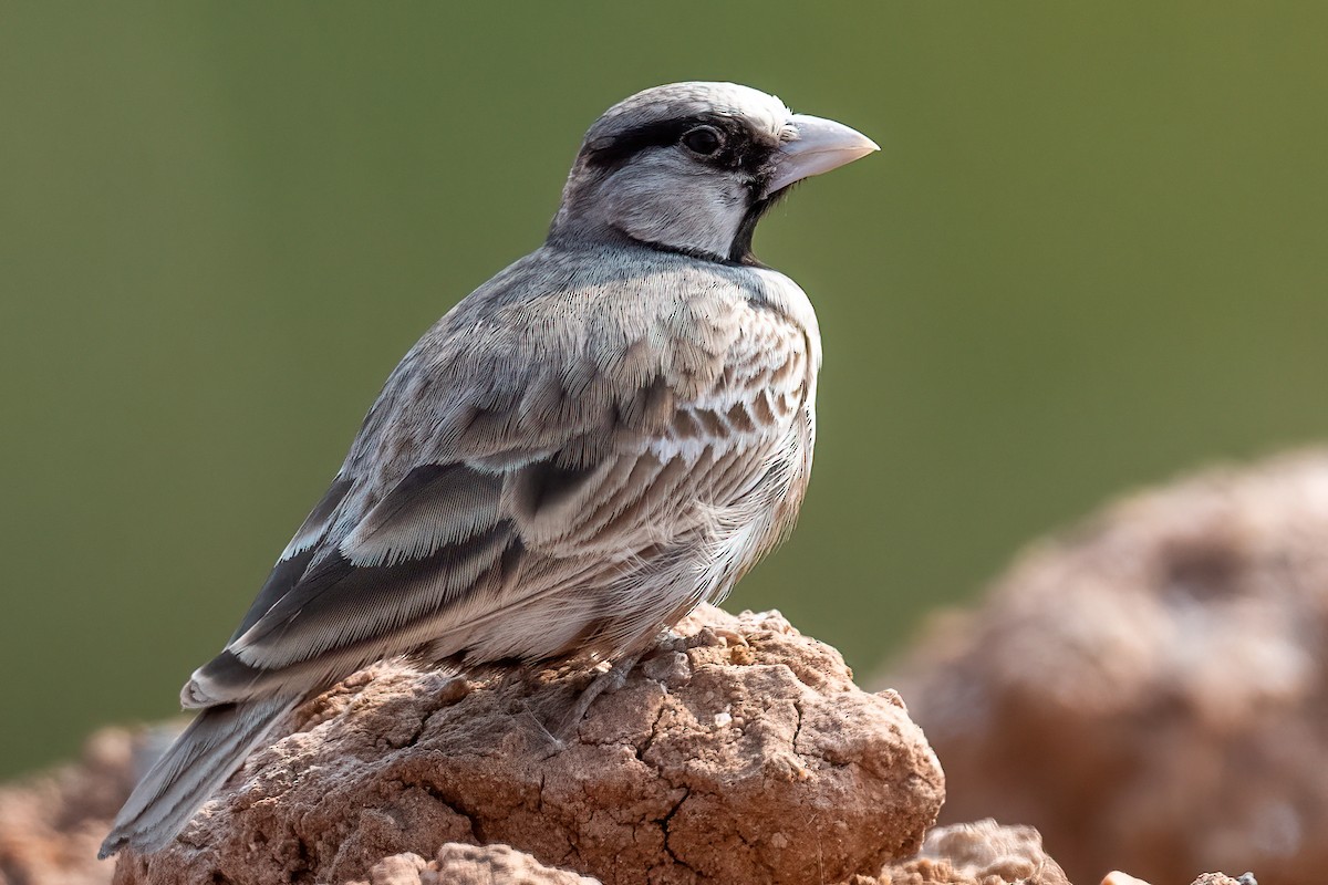 Ashy-crowned Sparrow-Lark - Saswat Mishra