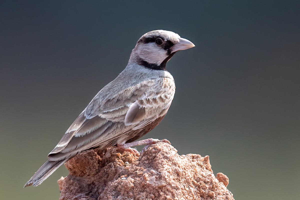 Ashy-crowned Sparrow-Lark - Saswat Mishra