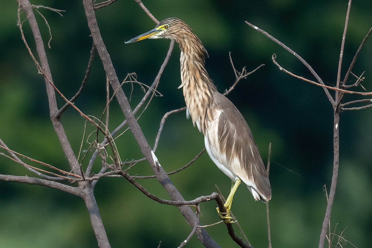 Indian Pond-Heron - Saswat Mishra