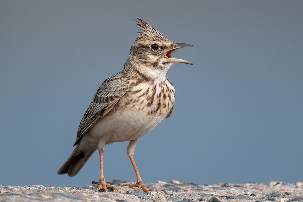 Crested Lark - Saswat Mishra