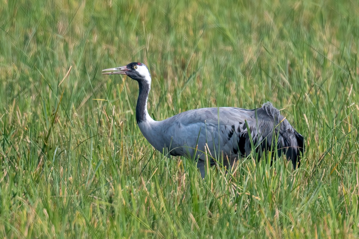 Common Crane - ML523542821