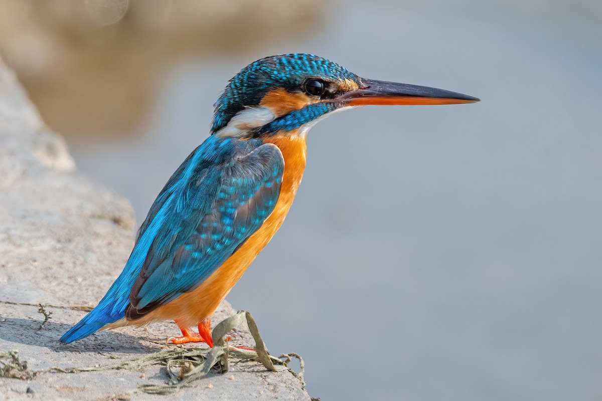 Common Kingfisher - Saswat Mishra