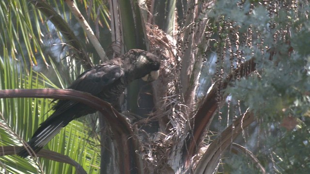 Baudin's Black-Cockatoo - ML523543221