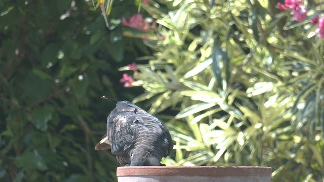 Baudin's Black-Cockatoo - ML523543431