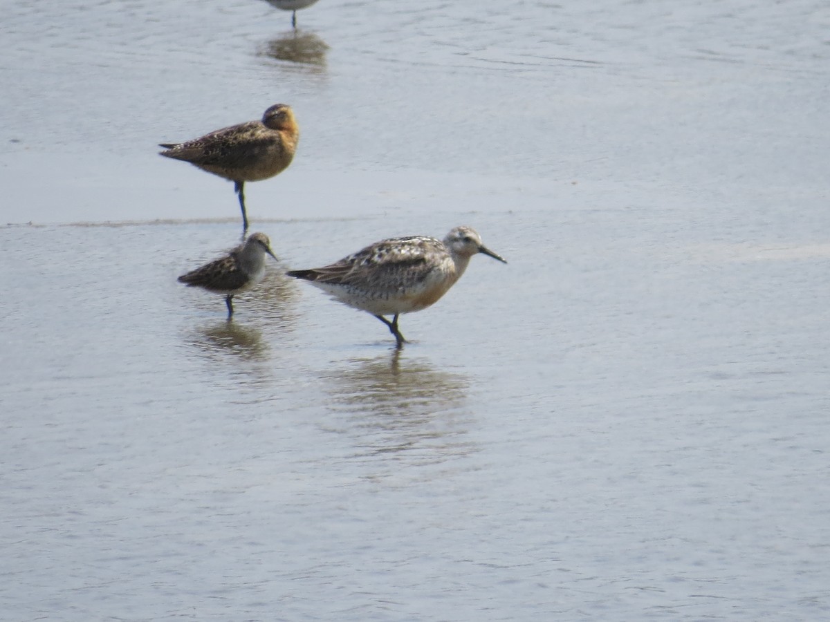 Red Knot - ML523543481