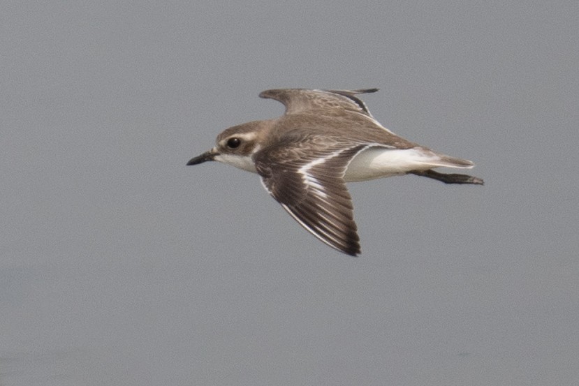 Tibetan Sand-Plover - Saswat Mishra