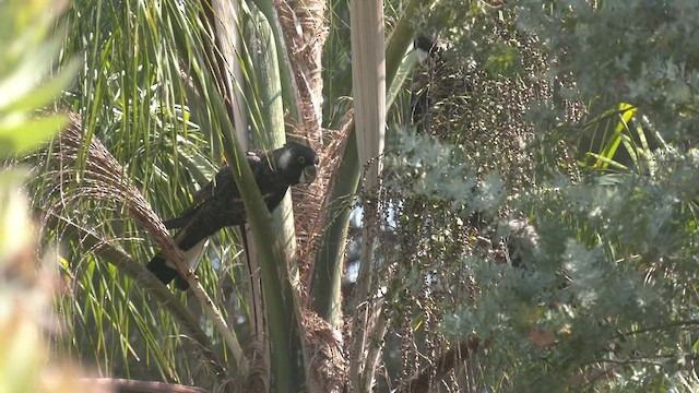 Baudin's Black-Cockatoo - ML523543801
