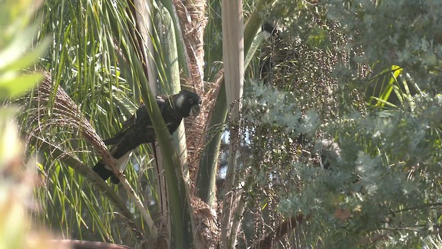 Baudin's Black-Cockatoo - ML523543801