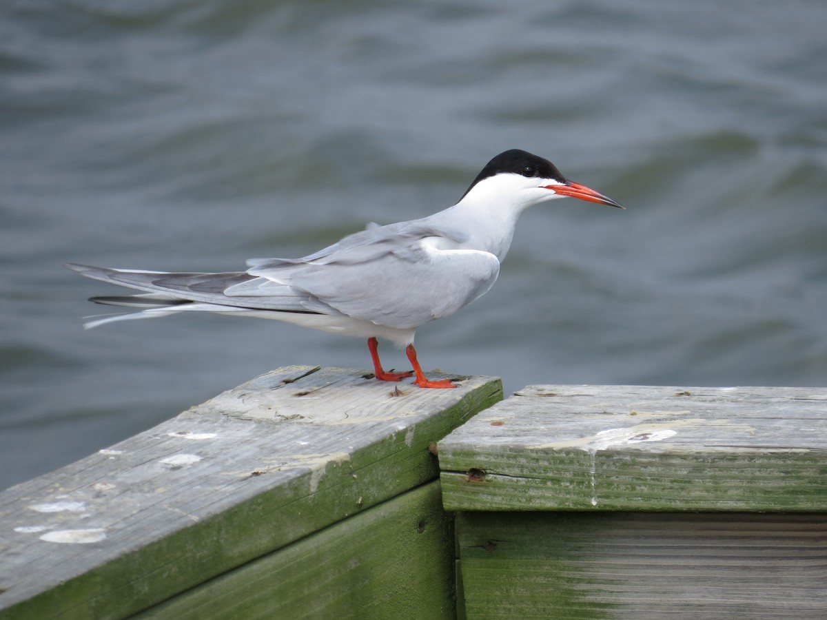 Common Tern - ML523543821