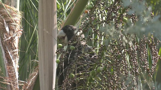 Cacatúa Fúnebre Piquilarga - ML523544131