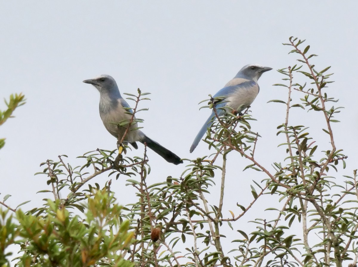 Florida Scrub-Jay - ML523544141