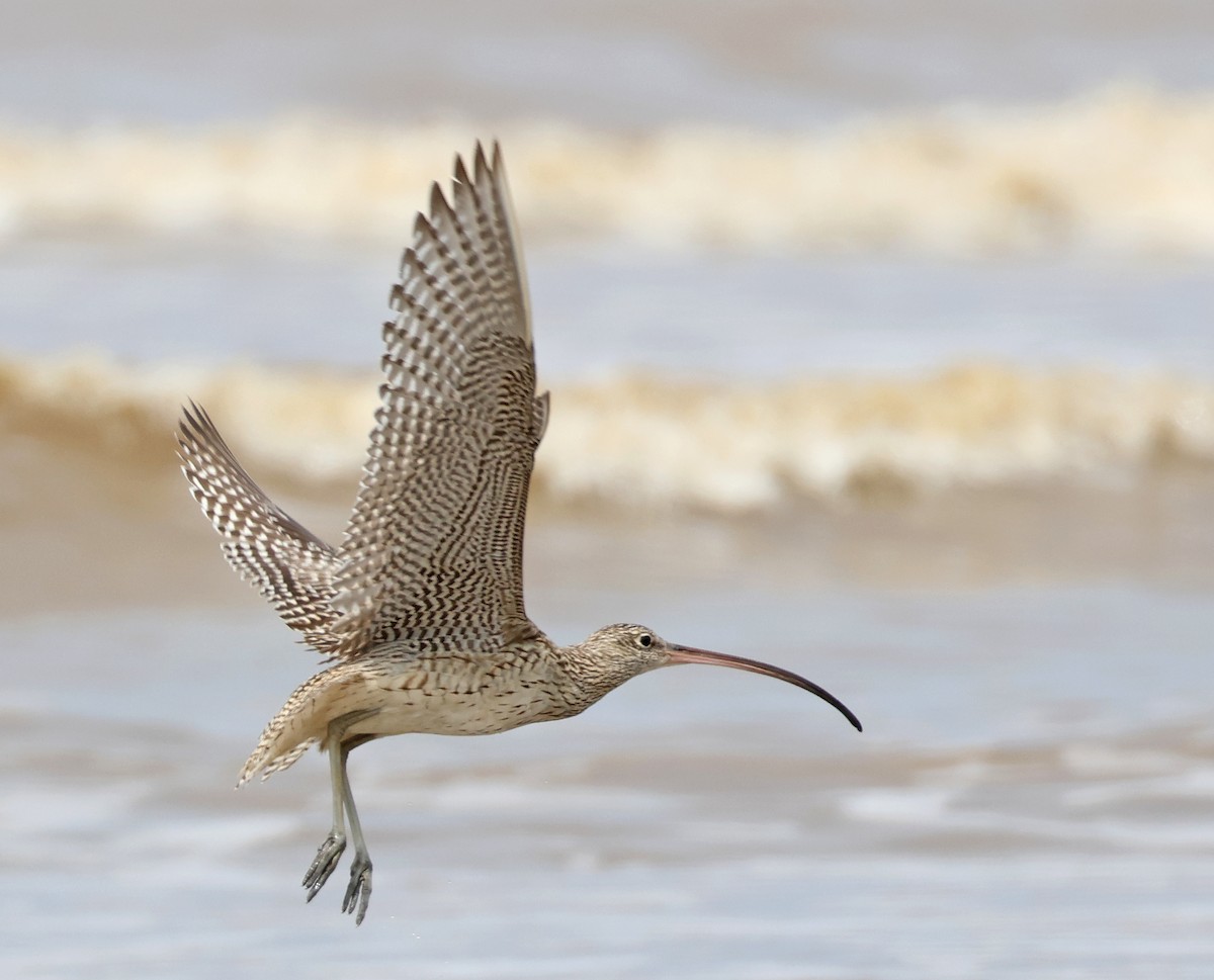 Far Eastern Curlew - ML523544491