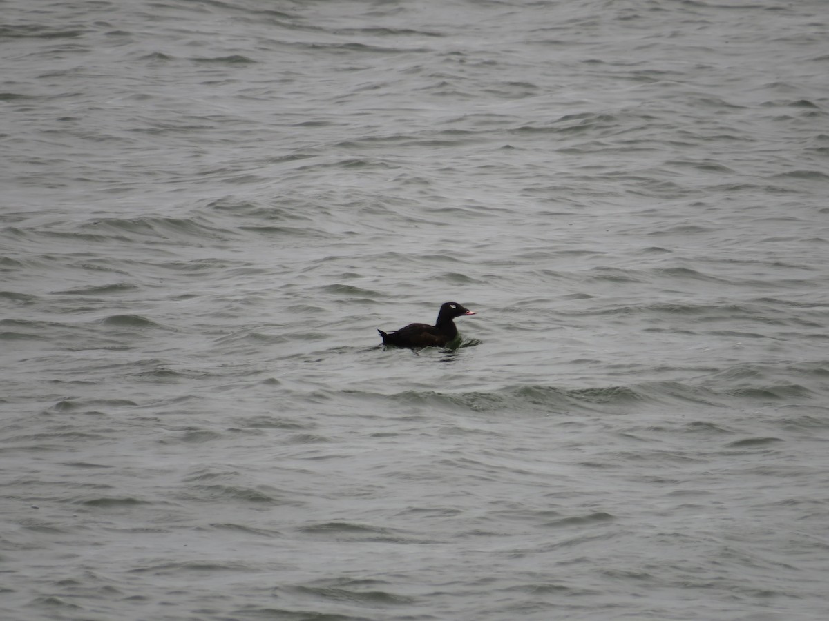 White-winged Scoter - ML523544611