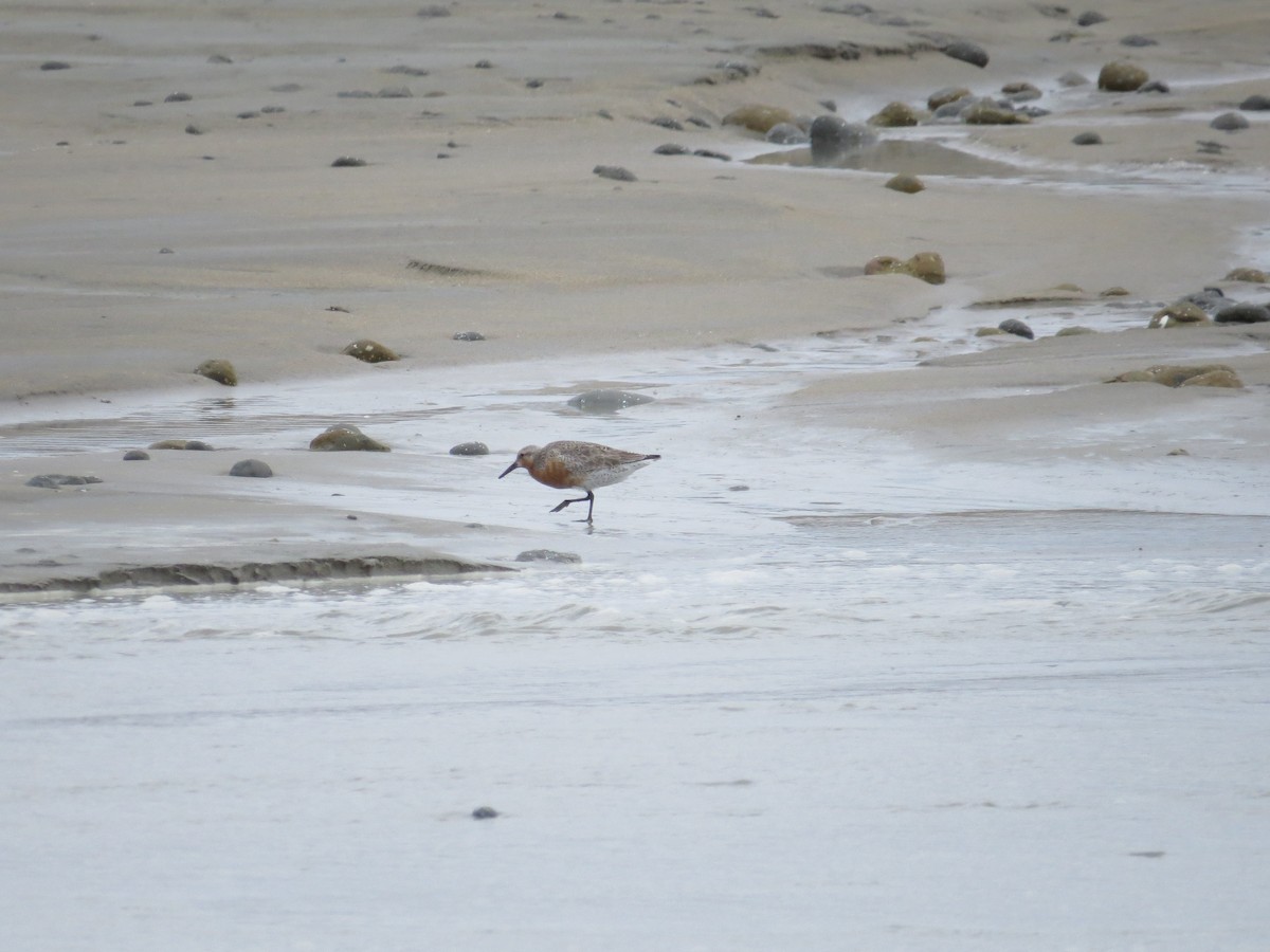 Red Knot - ML523544731
