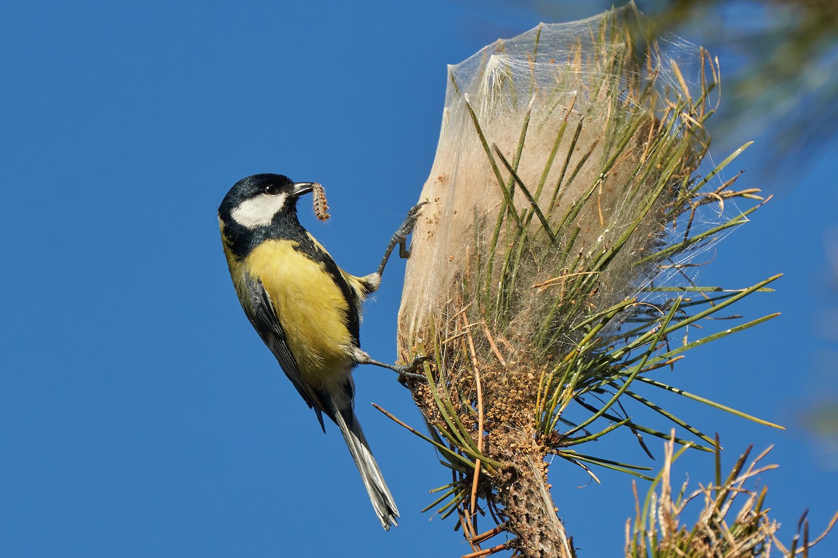 Great Tit - Miguel Rouco