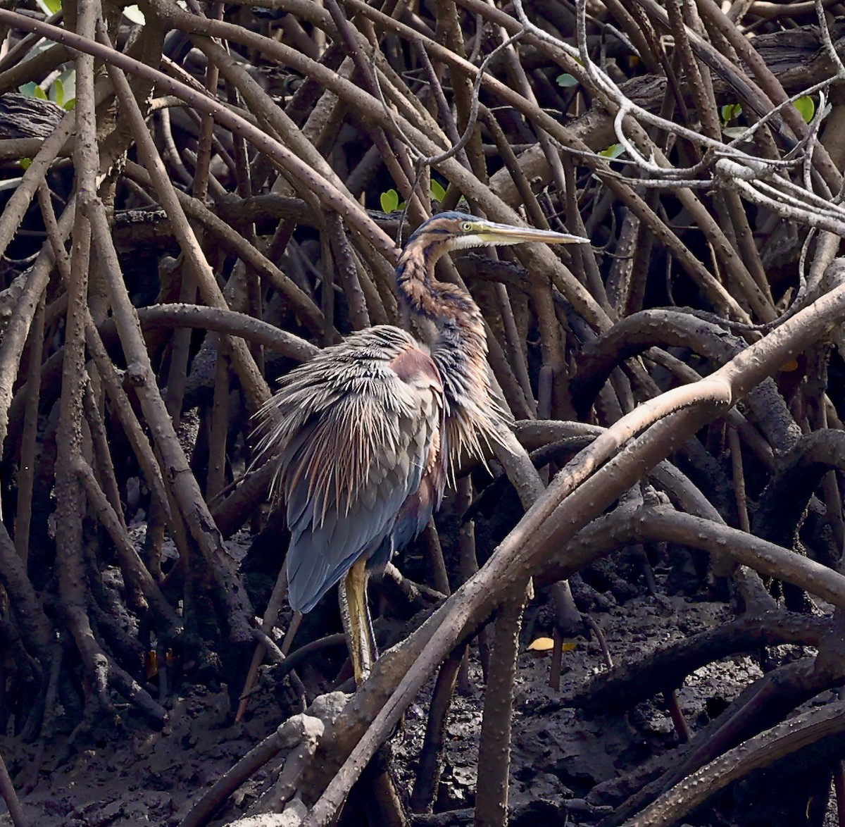 Purple Heron - ML523545111