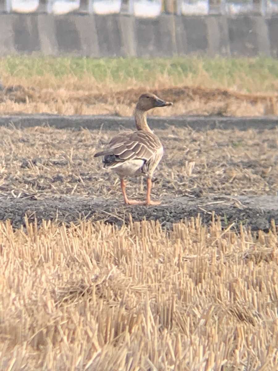 Taiga Bean-Goose - ML523545161