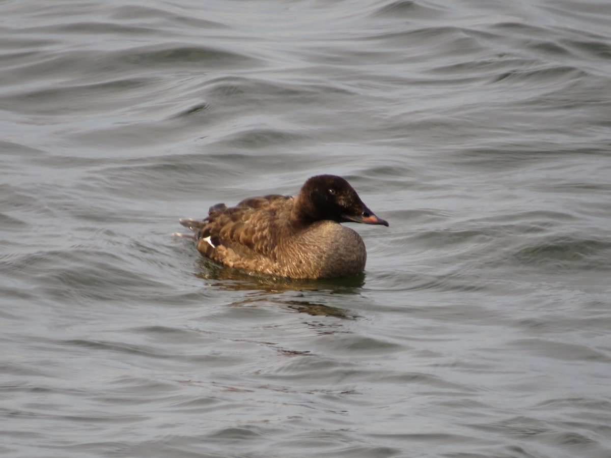 White-winged Scoter - ML523545331