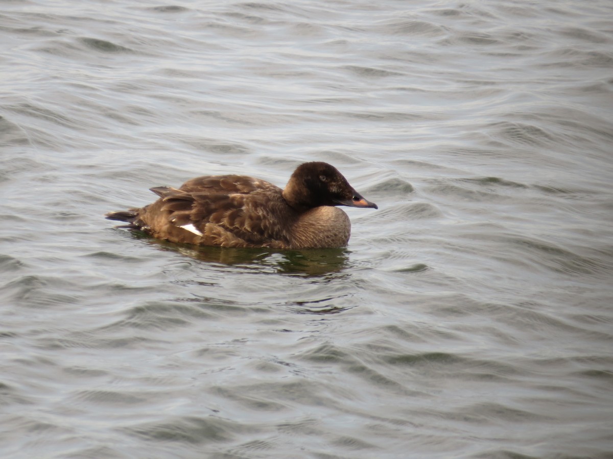 White-winged Scoter - ML523545341