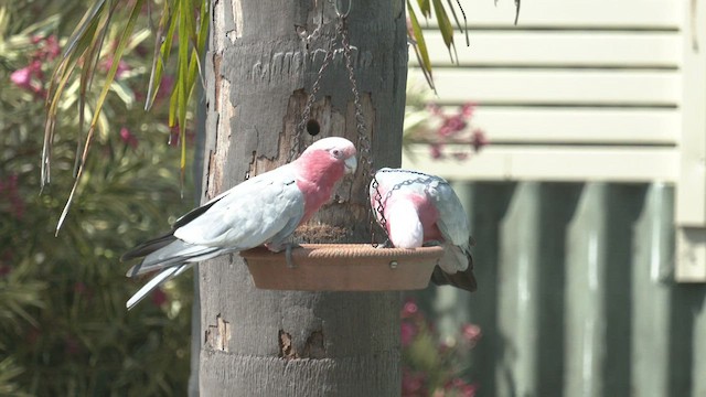 Cacatúa Galah - ML523546481