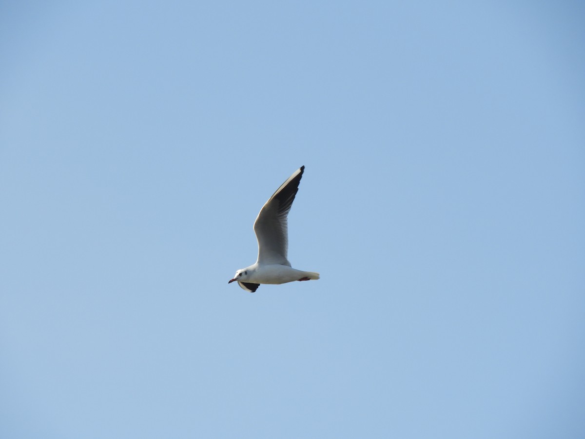 Black-headed Gull - ML523547761