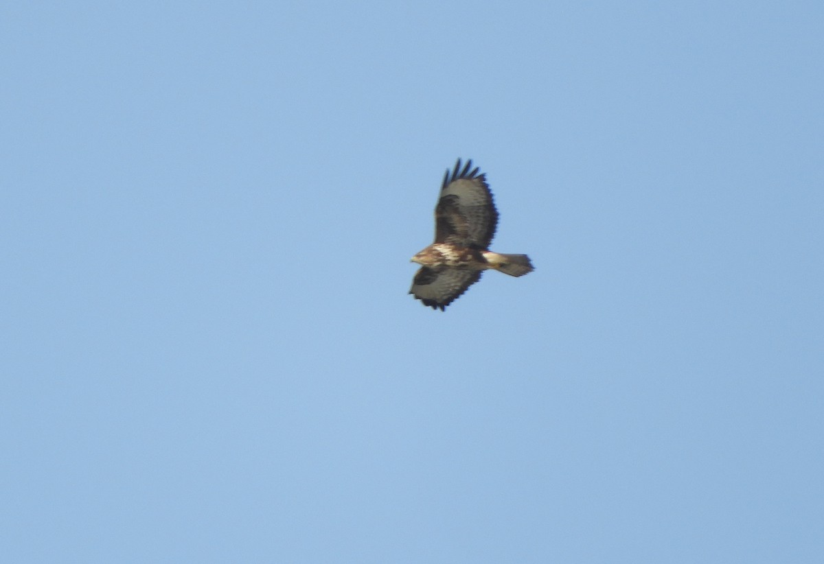 Common Buzzard - ML523547781