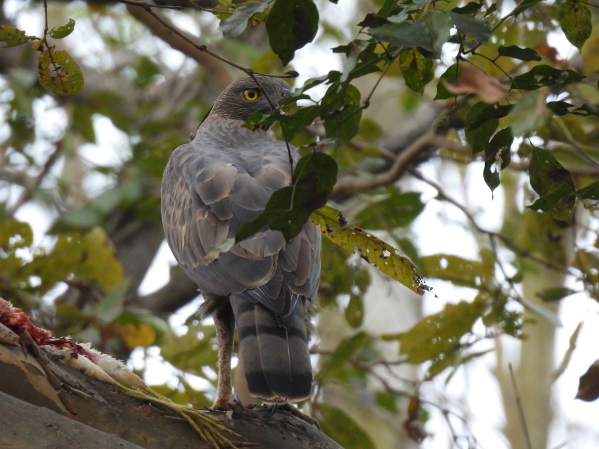 Aigle huppé - ML523548911