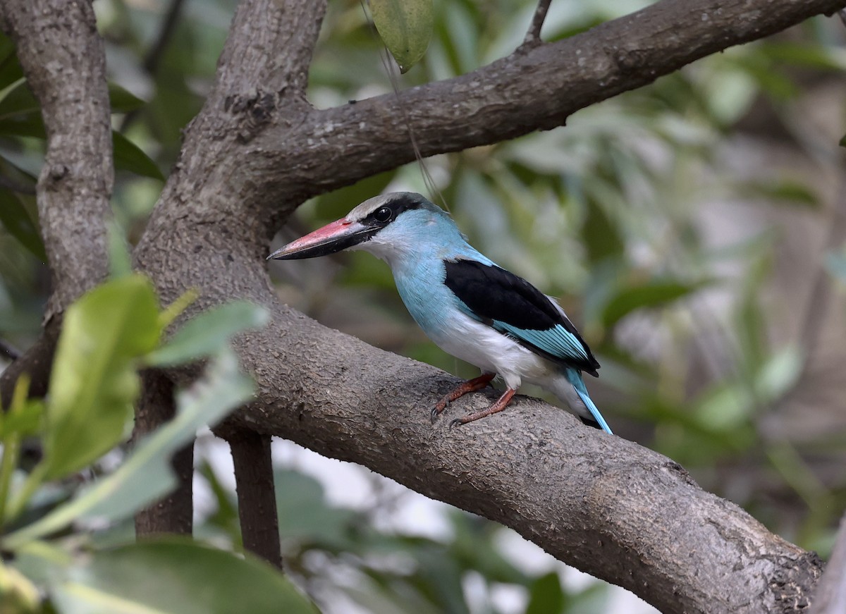 Martin-chasseur à poitrine bleue - ML523550171