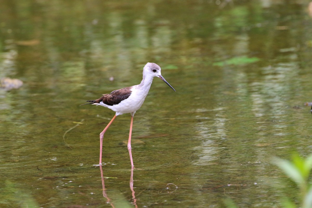 Black-winged Stilt - ML523550901