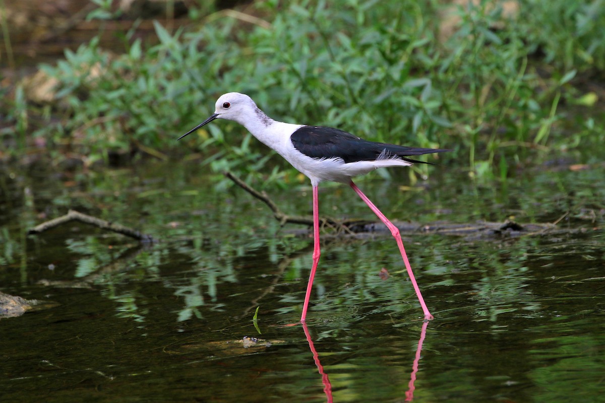 Black-winged Stilt - ML523550921