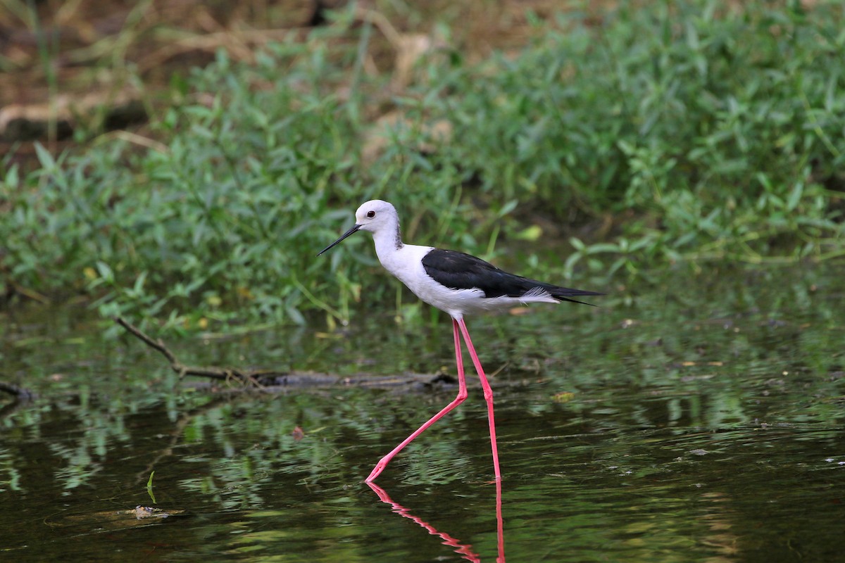 Black-winged Stilt - ML523550931