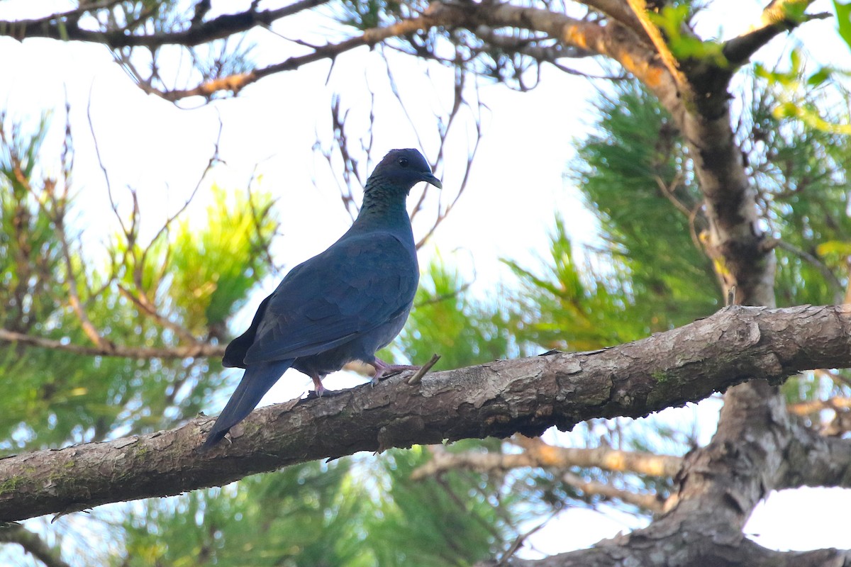 Black Wood-Pigeon - ML523551591