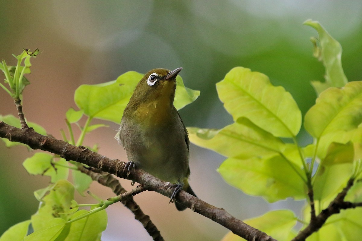 Warbling White-eye - ML523551601