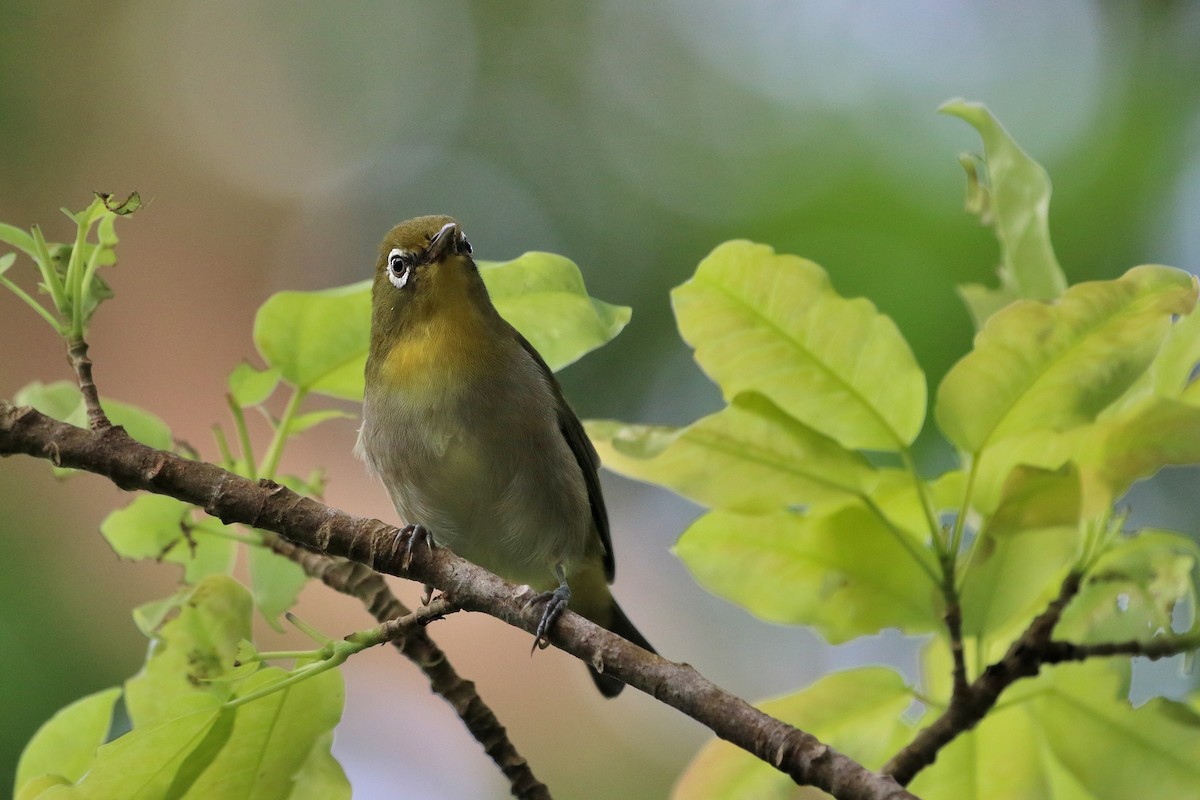 Warbling White-eye - ML523551611