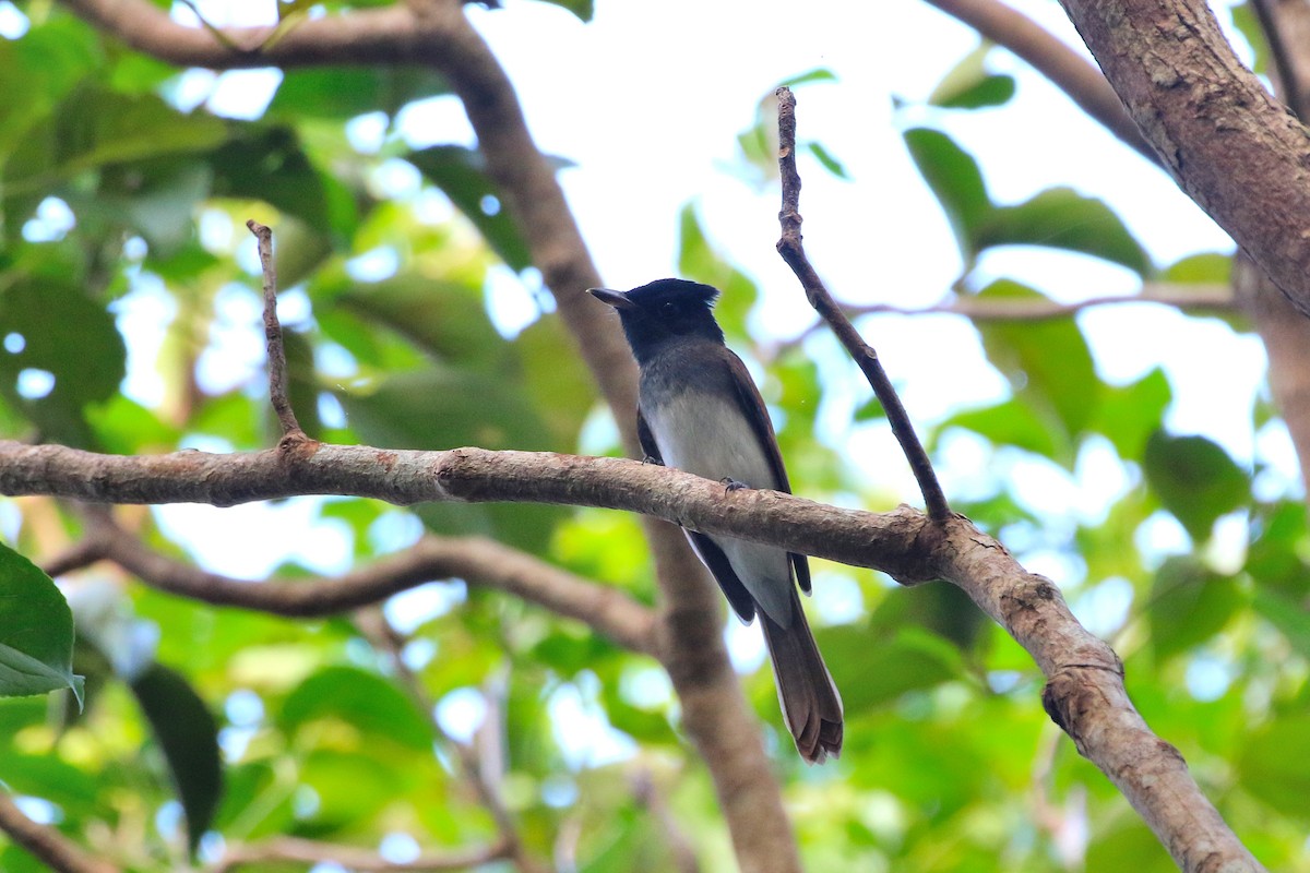 Black Paradise-Flycatcher - ML523551691